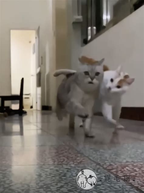 養兩隻貓 門對走廊